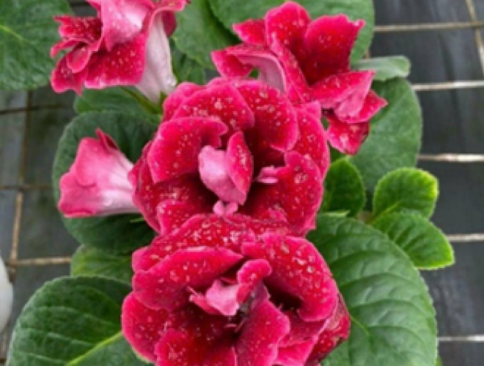 Gloxinia