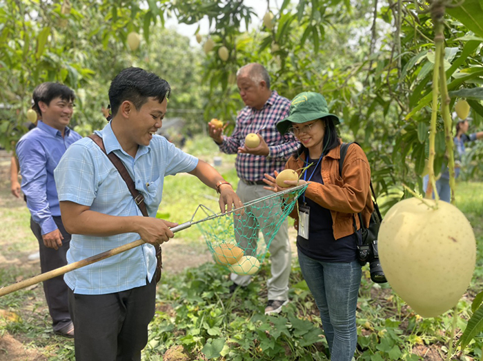 Du khách thích thú khám phá vườn xoài tại Làng du lịch Mỹ Xương