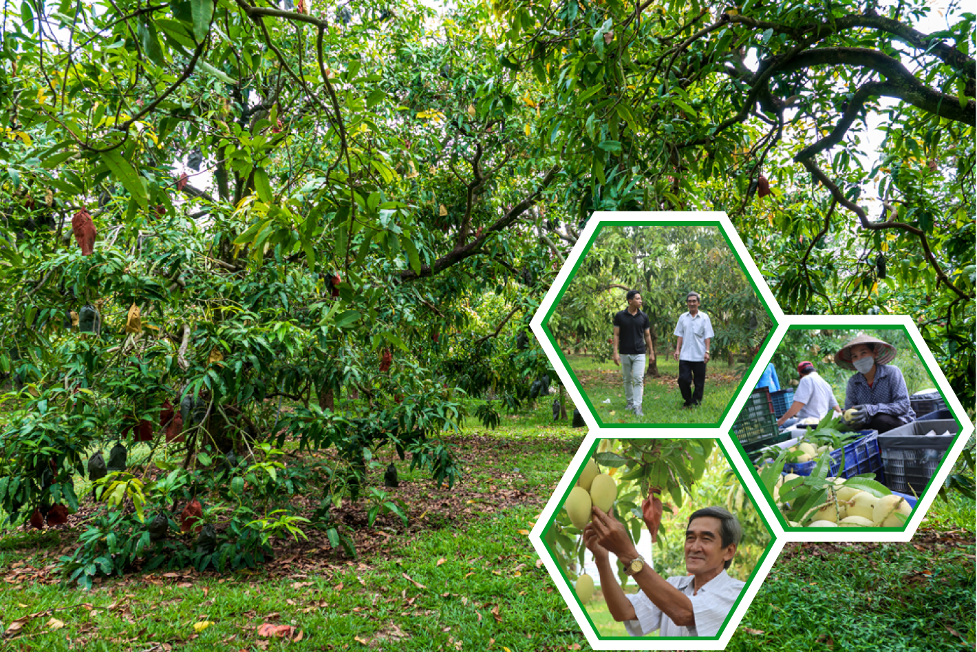 tri thuc hoa nong dan